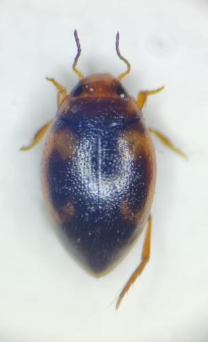 Réf. 315 965 : Clemnius decoratus
